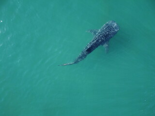 TIBURON BALLENA EN AGUAS CLARAS Y POCO PROFUNDAS