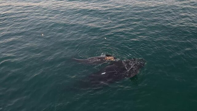 Southern right whales near the cost of peninsula Vald&eacute;s. Close encounter with right whales. Rare whales are playing on the surface. 