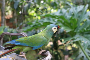 Beautiful bird called true maracanã, which is a beautiful species of macaw