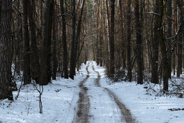 A serene winter path winds through a quiet forest, lined with tall trees. The ground is covered in fresh snow, creating a peaceful atmosphere ideal for a winter walk