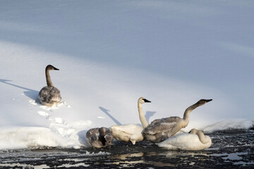 Trumpeter swans (Cygnus buccinator); Grand Teton NP; Wyoming