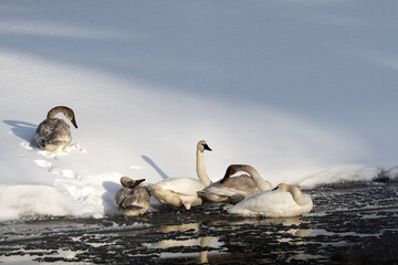 Trumpeter swans (Cygnus buccinator); Grand Teton NP; Wyoming