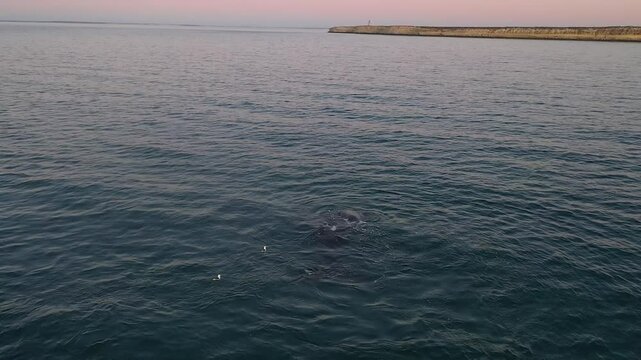 Southern right whales near the cost of peninsula Vald&eacute;s. Close encounter with right whales. Rare whales are playing on the surface. 