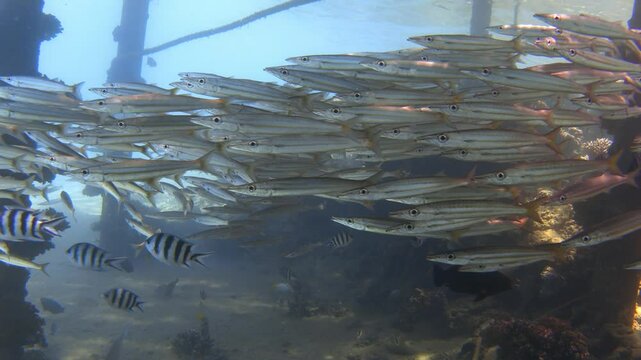 School of yellowtail barracuda fish in the Red sea. Stock video footage