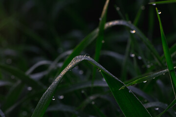 Dew or rain drops on fresh green wheat on sunrise. Nice bokeh effect of early morning golden hour. Plants birds and insects. Sun glares close up in a village. Kyiv, Ukraine. High resolution.