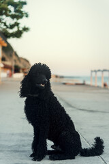 A large black purebred poodle dog sits against the background of nature
