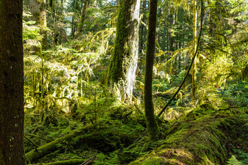 Tropical trees and moss forest in west Canada in October
