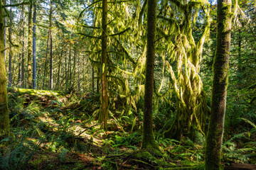 Obraz premium Tropical trees and moss forest in west Canada in October