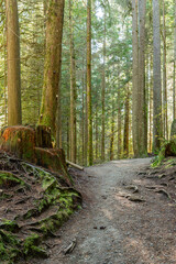 Tropical trees and moss forest in west Canada in October