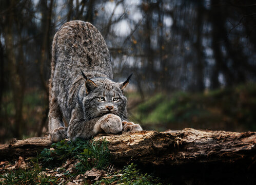 Canadian Lynx (Lynx canadensis) detail portrait