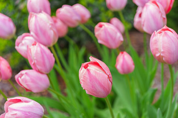 Fototapeta premium Pastel pink colored Darwin tulip, Mystic van Eijk bloom in botanical garden or flowerbed during the spring. Cultivation, growing, flower breeding hobby. Floral wallpaper, background, backdrop