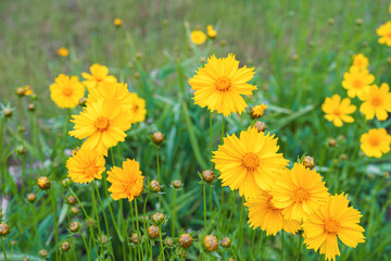 Field of yellow flower Coreopsis lanceolata, Lanceleaf Tickseed or Maiden's eye blooming in summer. Nature, plant, floral background. Garden, lawn of lance leaved Coreopsis in bloom