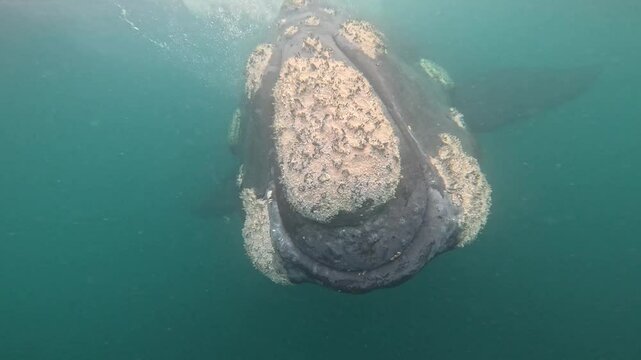 Southern right whales near the cost of peninsula Vald&eacute;s. Close encounter with right whales. Rare whales are playing on the surface. 