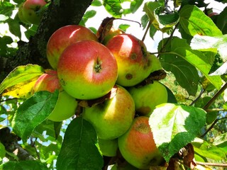 The old apple tree shows its bright red fruits