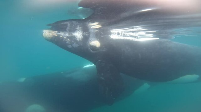 Southern right whales near the cost of peninsula Vald&eacute;s. Close encounter with right whales. Rare whales are playing on the surface. 