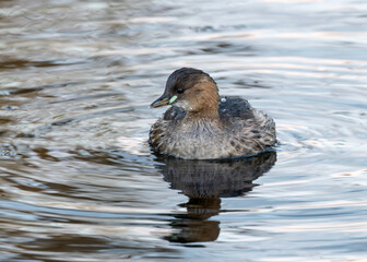 Little Grebe (Tachybaptus ruficollis), often found in lakes and ponds, spotted in Father Collins Park