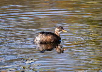 Little Grebe (Tachybaptus ruficollis), often found in lakes and ponds, spotted in Father Collins...