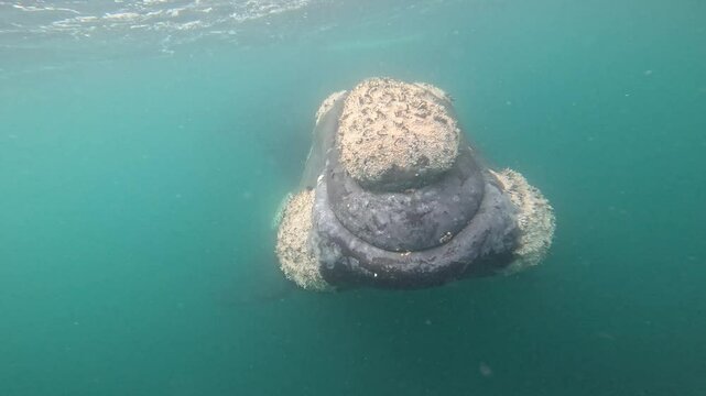 Southern right whales near the cost of peninsula Vald&eacute;s. Close encounter with right whales. Rare whales are playing on the surface. 