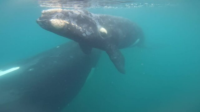 Southern right whales near the cost of peninsula Vald&eacute;s. Close encounter with right whales. Rare whales are playing on the surface. 