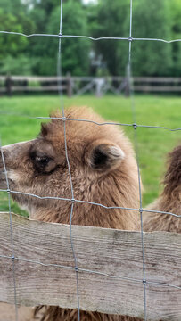Camels in the zoo on a summer day