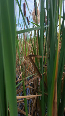 Obraz premium Background of reeds in the lake and water lilies