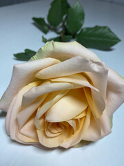 photo white rose on a white table, close-up, birthday, mother's day, March 8, postcard, background, congratulations, tenderness