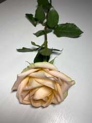 photo white rose on a white table, close-up, birthday, mother's day, March 8, postcard, background, congratulations, tenderness