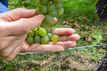 Closeup of a hands of a woman gently picking fresh green grapes, carefully harvesting ripe grapes from a vine in a vineyard. Organic farming, winemaking, fresh produce, and agricultural traditions.