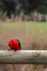 Close-up of vibrant red and green Australian King Parrot resting on a fence in a serene countryside landscape in the Australian wilderness. A natural setting along the Great Ocean Road, Australia.