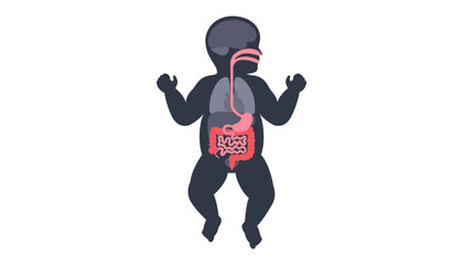 Human internal organs