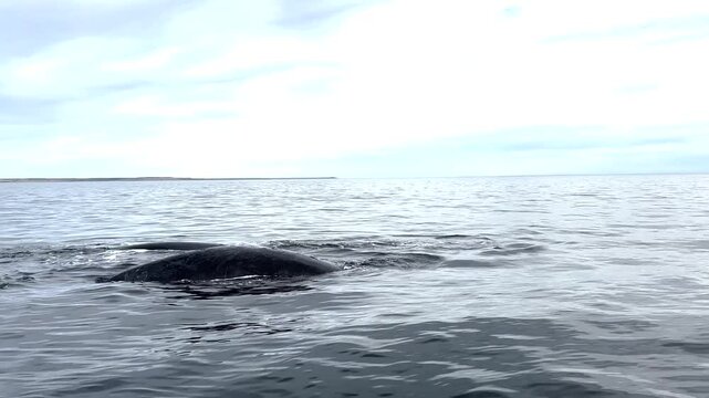 Southern right whales near the cost of peninsula Vald&eacute;s. Close encounter with right whales. Rare whales are playing on the surface. 