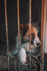 sad blue-eyed dog behind bars
