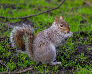 Squirrel in a London Park
