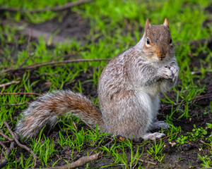 Obraz premium Squirrel in a London Park