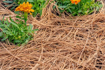 Pine straw, pine needles, mulch in flowerbed. Lawncare, gardening and backyard landscaping concept.