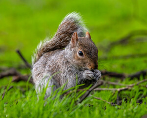 Squirrel in a London Park
