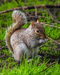 Squirrel in a London Park