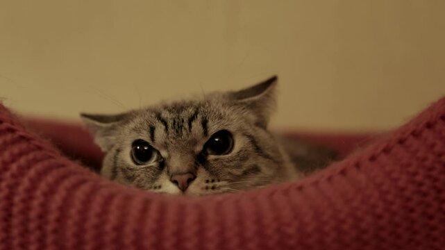 Angry frightened tabby cat with big eyes lying in bed