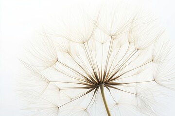 Delicate dandelion seed heads in soft golden light