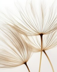 Delicate dandelion seed heads in soft golden light