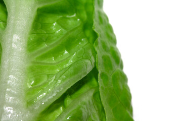 Close Up of Lettuce Leaf or Leaves on a White Background