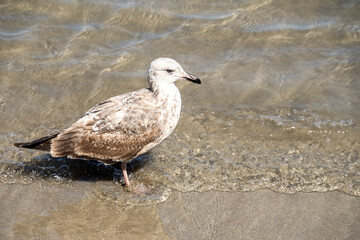 Juvenile glaucous gull (Larus hyperboreus) on the beach in Mazatlan, Mexico