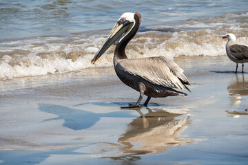 Brown pelican (Pelecanus occidentalis) on the beach in Mazatlan, Mexico