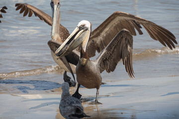 Brown pelicans (Pelecanus occidentalis) squabbling over food on the beach, in Mazatlan, Mexico