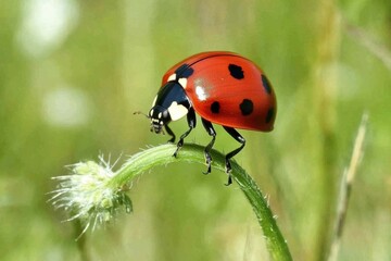 Fototapeta premium Close-up of a ladybug crawling on fresh green grass in a soft focus meadow background