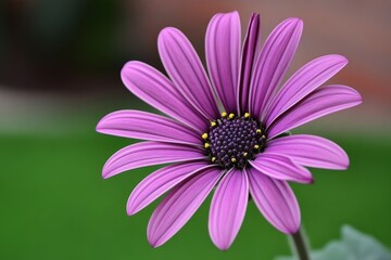 Fototapeta premium Purple Osteospermum Flower Close-Up Photography