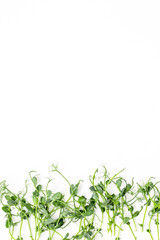 Closeup of fresh sprouting microgreens on white background, top view. Vegan and healthy eating