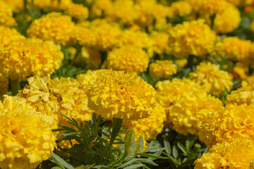 Close-up Beautiful bright Yellow marigold flowers field. Blooming Yellow herbal plant marigold flowerbed.