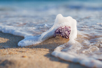 Gentle wave embraces a lone sea urchin on the beach.