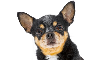 Obraz premium Portrait of a Chihuahua dog tricolor black, red and white isolate